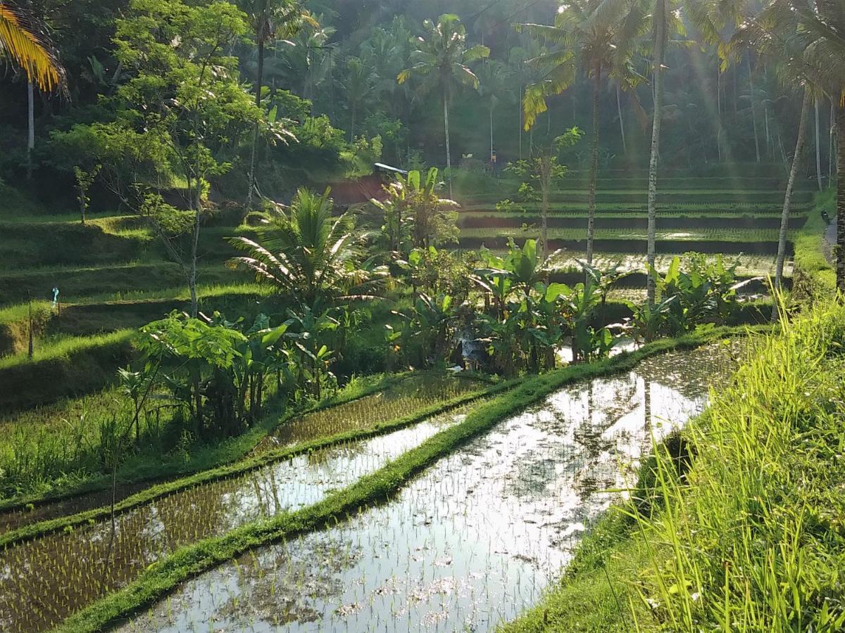 Villa Rimba Ubud Tegallalang  Exterior foto